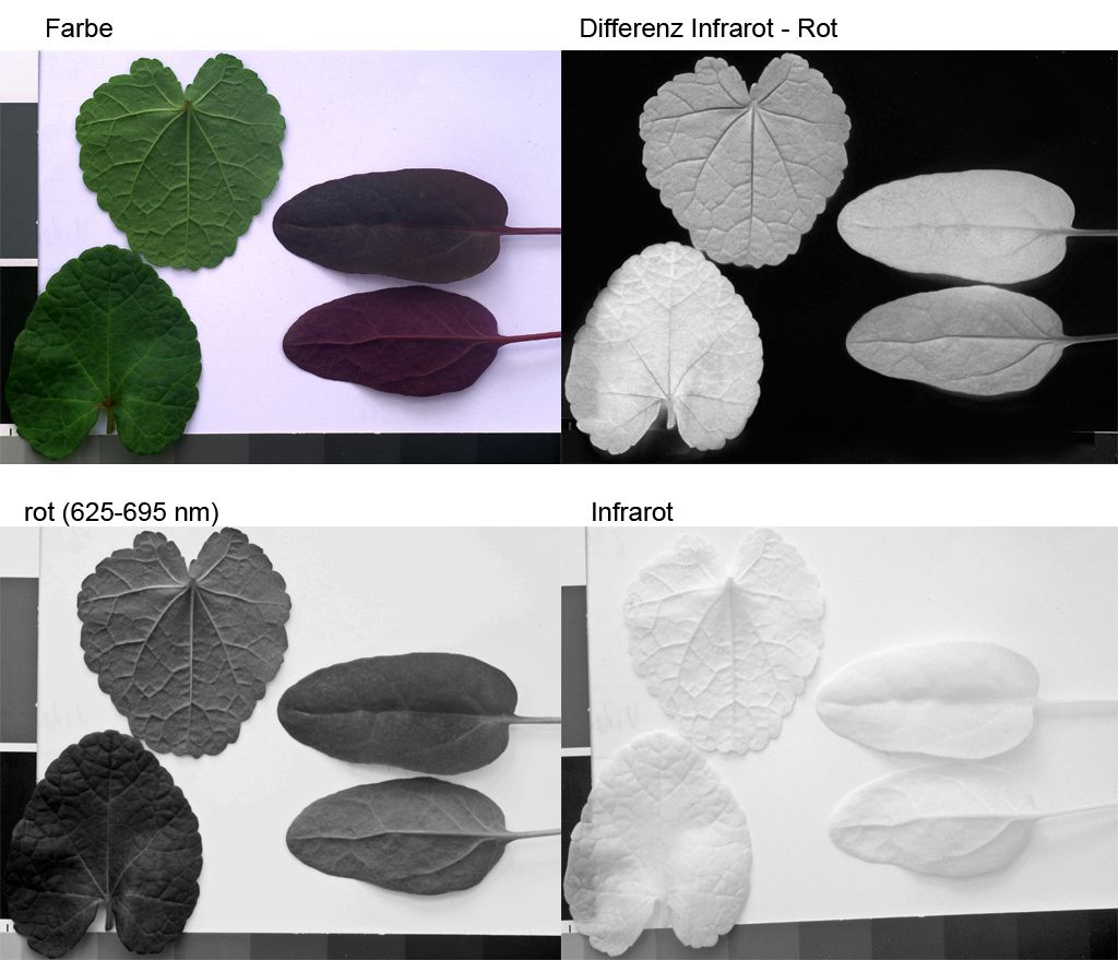 Vier Photobeispiele von Farbe bis Infrarot 